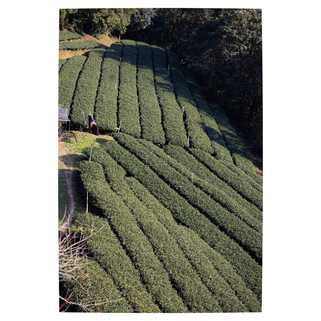 The Taiwan Drop: Four New Teas To Love